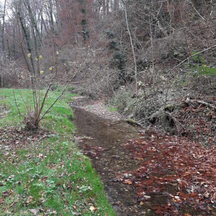 Asche verstreuen im Bachtobel - Feldmeilen Herrliberg - Trauerredner - Zen Meister Reding